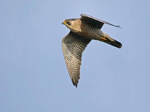 Ini Burung dengan Rekor Penerbangan Tercepat di Dunia