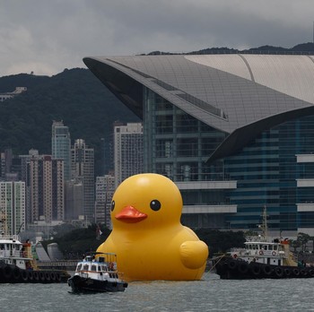 Heboh Penampakan Dua Bebek 'Raksasa' Berenang di Hong Kong