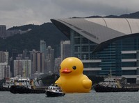 Heboh Penampakan Dua Bebek 'Raksasa' Berenang di Hong Kong