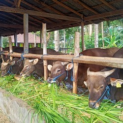 Sebentar Lagi Idul Adha, Gini Cara Nabung Buat Hewan Kurban