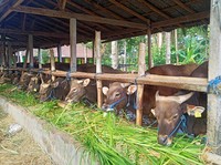 Sebentar Lagi Idul Adha, Gini Cara Nabung Buat Hewan Kurban