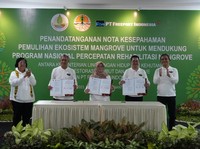 KLHK, BRGM & Freeport Rehabilitasi Lahan Mangrove di Kaltim