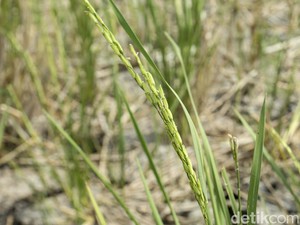 Asuransi Lindungi Petani dari Kekeringan-Hama, Klaim Tembus Rp 15,18 M