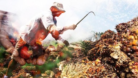 Sawit Indonesia Lagi-Lagi Dalam Bahaya