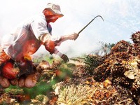 Huru-Hara CPO RI, 12 Sahamnya Ambles Sepanjang Tahun Ini