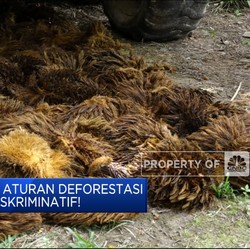 Pemerintah RI: Aturan Deforestasi Uni Eropa Diskriminatif!