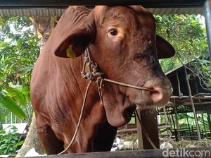 Harga Sapi Kurban 2024 untuk Idul Adha, Ini Daftarnya