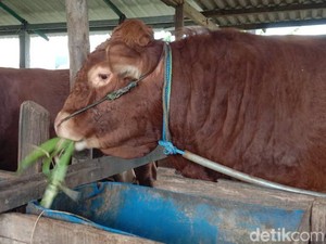 Hukum Menyembelih Hewan Kurban untuk Orang Tua yang Masih Hidup