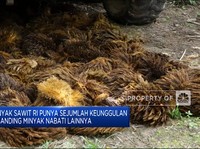 Produk Sawit RI Dijegal, BPDPKS: Itu Trik Perang Dagang!