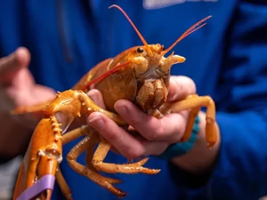 KKP Bakal Aturan Ketat Pemanfaatan Benih Lobster