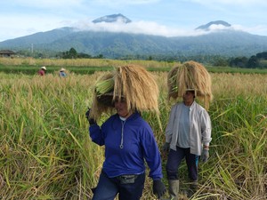 Geber Serapan Beras, Bulog Jemput Langsung ke Petani