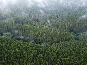 Green Sufisme dan Deforestasi di Indonesia