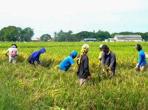 Hari Krida Pertanian 2024, Ini Arti dan Sejarahnya
