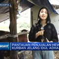 Video: Laris Manis Penjualan Hewan Kurban Jelang Iduladha