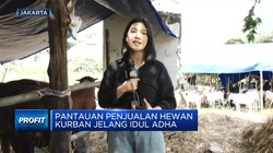 Video: Laris Manis Penjualan Hewan Kurban Jelang Iduladha