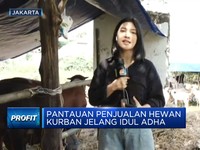 Video: Laris Manis Penjualan Hewan Kurban Jelang Iduladha