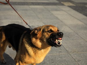Pemkab Badung Sebar 115 Ribu Dosin Vaksin Rabies untuk 95 Ribu Anjing