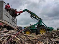 Pabrik Gula Siap Dibangun di Papua, Lokasinya di Sini