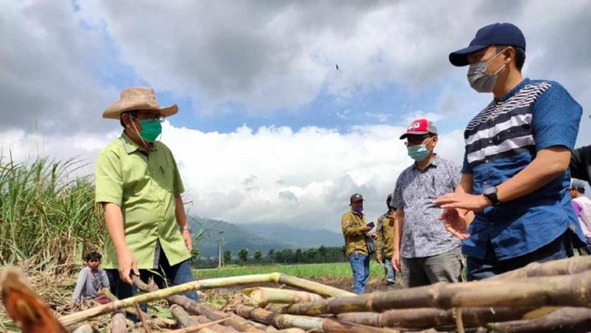 Wamentan Ingin Industri Gula RI Bangkit dari Kubur, Begini Caranya