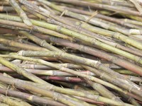 Petani Tebu 'Nangis', El Nino Nambah Beban dan Bikin Boncos