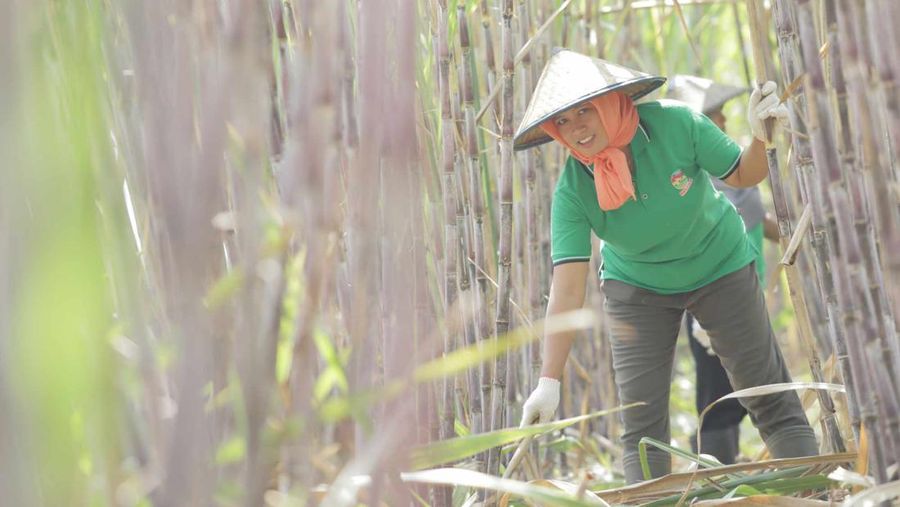 Kebun tebu. (Dok. holding-perkebunan)