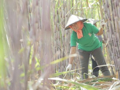 Pertamina Sebut Program Bioetanol RI Tidak Ganggu Pasokan Pangan