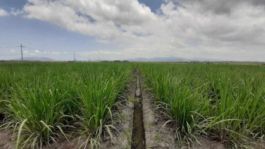 Kebun tebu. (Dok. holding-perkebunan)
