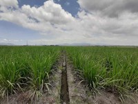 Demi Gencarkan BBM 'Baru', Pertamina Usulkan Ada DMO Molase Tebu
