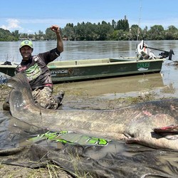 Penampakan Ikan Lele Raksasa, Panjangnya Hampir 3 Meter