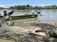 Penampakan Ikan Lele Raksasa, Panjangnya Hampir 3 Meter