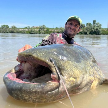 Buset! Potret Ikan Lele Raksasa 2,85 Meter Berhasil Ditangkap