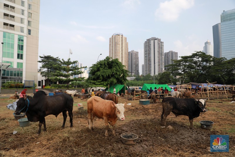 Suasana penjulan hewan kurban pada salah satu lapak di kawasan Kuningan, Jakarta, Selasa, (20/6/2023). Suasana penjulan hewan kurban pada salah satu lapak di kawasan Kuningan, Jakarta, Selasa, (20/6/2023). (CNBC Indonesia/Miuhammad Sabki)