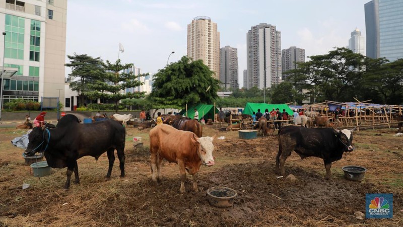 Suasana penjulan hewan kurban pada salah satu lapak di kawasan Kuningan, Jakarta, Selasa, (20/6/2023). (CNBC Indonesia/Miuhammad Sabki)
