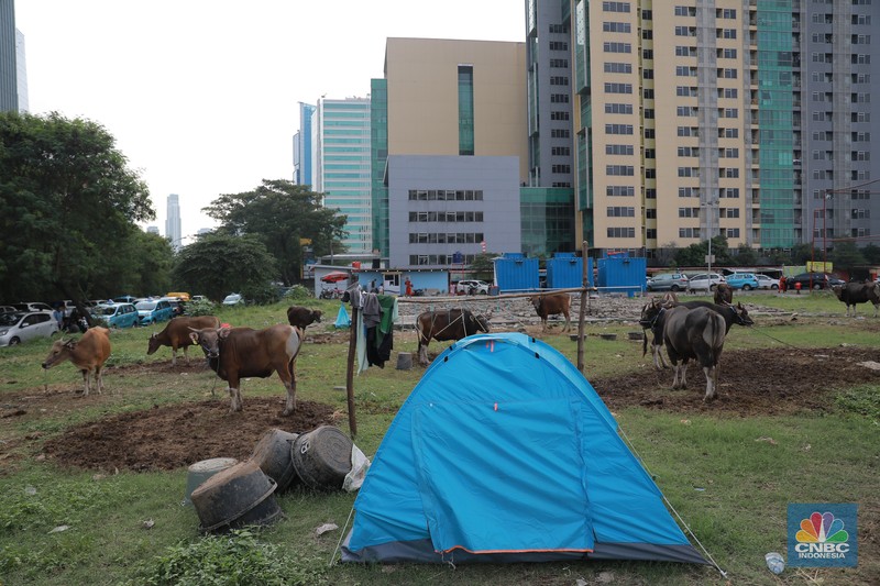 Suasana penjulan hewan kurban pada salah satu lapak di kawasan Kuningan, Jakarta, Selasa, (20/6/2023). (CNBC Indonesia/Miuhammad Sabki)