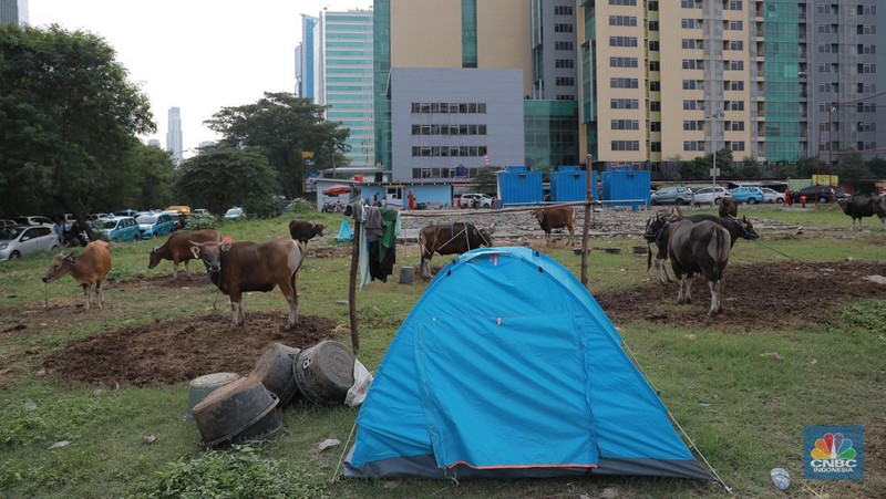 Suasana penjulan hewan kurban pada salah satu lapak di kawasan Kuningan, Jakarta, Selasa, (20/6/2023). (CNBC Indonesia/Miuhammad Sabki)