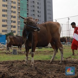 Niat dan Tata Cara Menyembelih Hewan Qurban Idul Adha