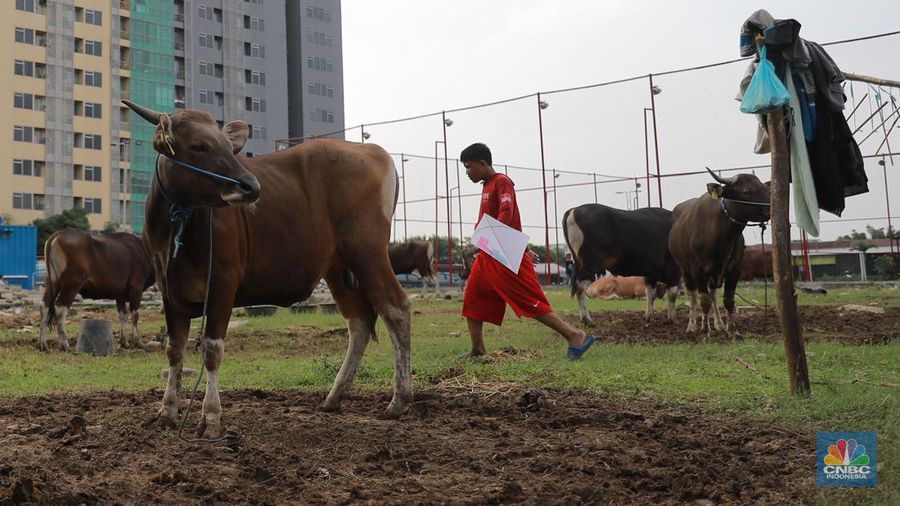 Suasana penjulan hewan kurban pada salah satu lapak di kawasan Kuningan, Jakarta, Selasa, (20/6/2023). (CNBC Indonesia/Miuhammad Sabki)