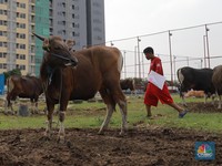 Niat dan Tata Cara Menyembelih Hewan Qurban Idul Adha