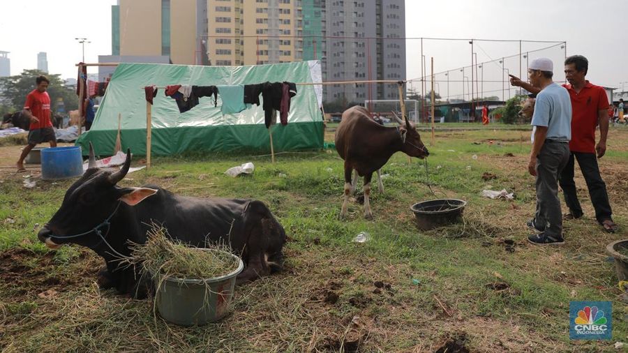 Suasana penjulan hewan kurban pada salah satu lapak di kawasan Kuningan, Jakarta, Selasa, (20/6/2023). (CNBC Indonesia/Miuhammad Sabki)