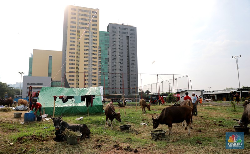 Suasana penjulan hewan kurban pada salah satu lapak di kawasan Kuningan, Jakarta, Selasa, (20/6/2023). (CNBC Indonesia/Miuhammad Sabki)