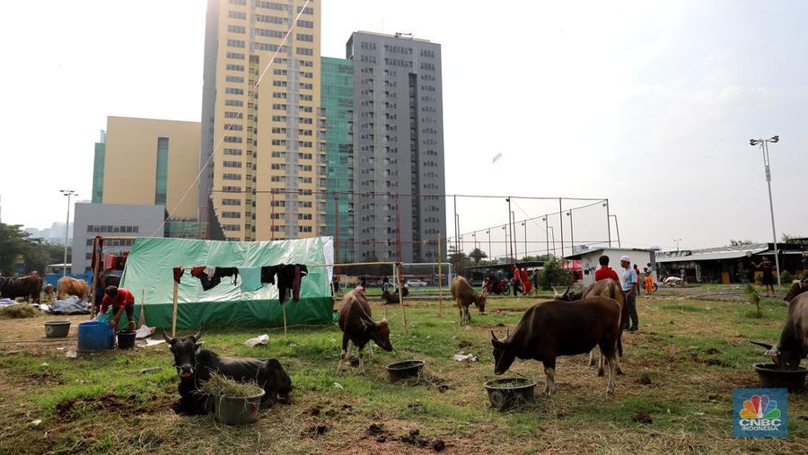 Suasana penjulan hewan kurban pada salah satu lapak di kawasan Kuningan, Jakarta, Selasa, (20/6/2023). (CNBC Indonesia/Miuhammad Sabki)