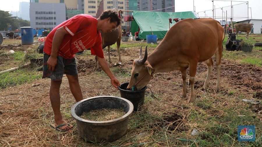Suasana penjulan hewan kurban pada salah satu lapak di kawasan Kuningan, Jakarta, Selasa, (20/6/2023). (CNBC Indonesia/Miuhammad Sabki)
