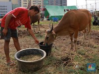 Ini Bacaan Doa Ketika Menerima Daging Kurban Saat Idul Adha
