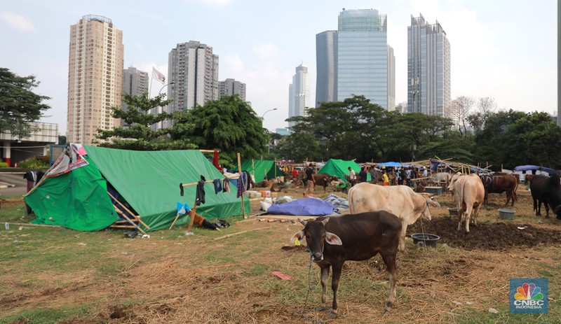 Suasana penjulan hewan kurban pada salah satu lapak di kawasan Kuningan, Jakarta, Selasa, (20/6/2023). (CNBC Indonesia/Miuhammad Sabki)