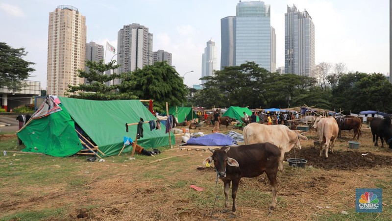 Suasana penjulan hewan kurban pada salah satu lapak di kawasan Kuningan, Jakarta, Selasa, (20/6/2023). (CNBC Indonesia/Miuhammad Sabki)