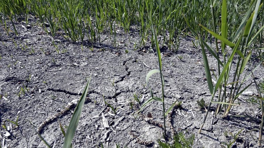 Ladang menderita kekeringan di Tuusula, Finlandia selatan, pada 15 Juni 2023. (Jussi Nukari/Lehtikuva via AP)