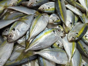 7 Ikan Tinggi Omega 3 Selain Salmon, Murah dan Gampang Didapat!