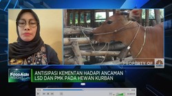 Video: Hewan Kurban Bebas PMK & LSD, Vaksinasi Digencarkan
