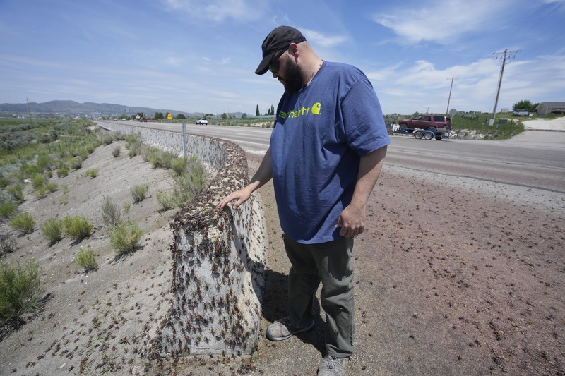 jutaan jangkrik kanibal atau dikenal sebagai jangkrik mormon di kota Elko, Nevada, Amerika Serikat. jutaan jangkrik kanibal atau dikenal sebagai jangkrik mormon di kota Elko, Nevada, Amerika Serikat. (AP/Rick Bowmer)