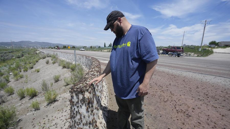 jutaan jangkrik kanibal atau dikenal sebagai jangkrik mormon di kota Elko, Nevada, Amerika Serikat. (AP/Rick Bowmer)